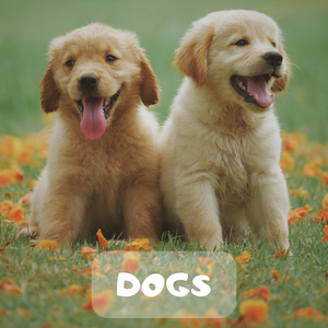 two little puppies in green field