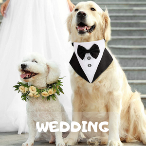 wedding with two dogs