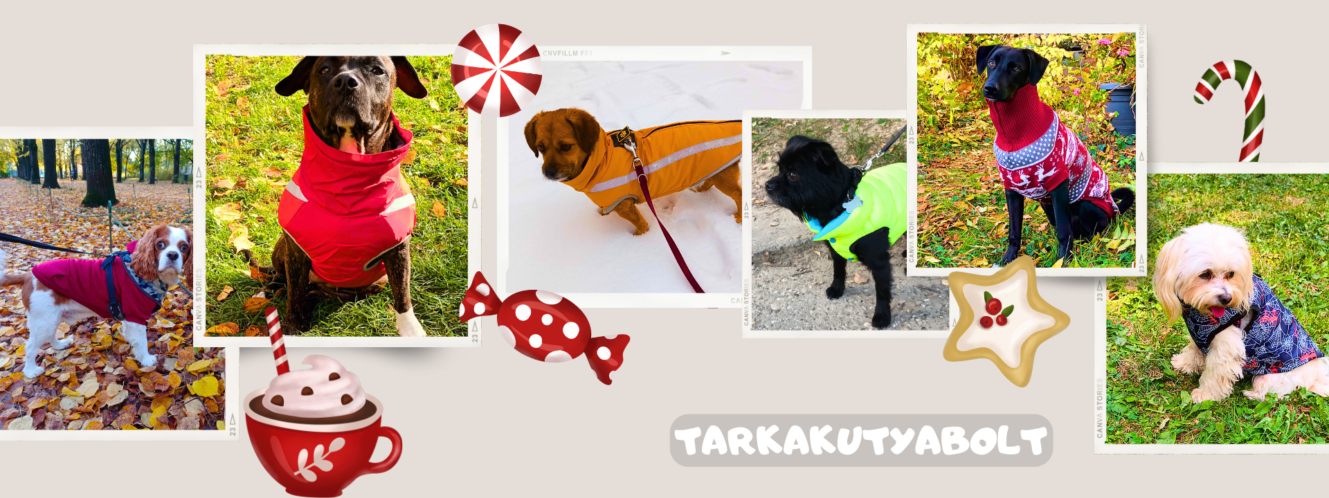 kutya fotók téli ruhákban téli háttérrel