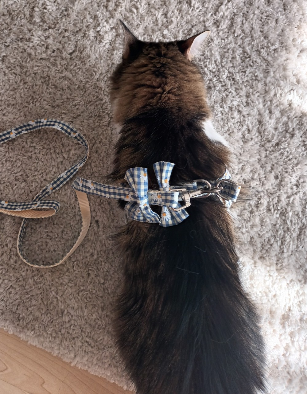 Homemade cat cheap harness