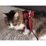 Elegáns, borvörös hám és póráz masnival macskáknak