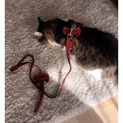 Elegant Harness and Leash Set for Cats