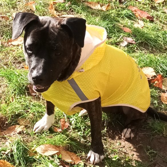 Yellow Polka Dot Dog Raincoat (M/L 51 cm)