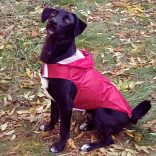Burgundy Dog Raincoat  (XS-XXXL, 30-76 cm)