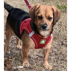 Red Dog  Harness and Leash Set