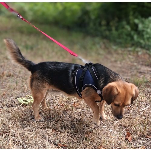 Blue Dog Harness and Leash Set