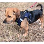 Széles, sötétkék hám pórázzal kutyáknak (S-M, 38-58 cm)