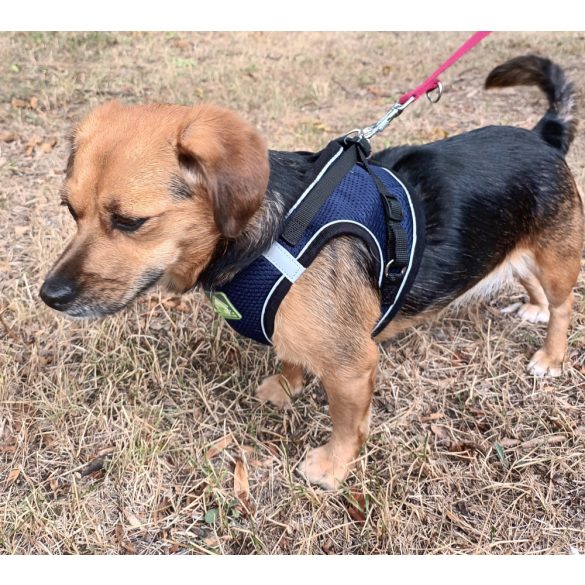 Széles, sötétkék hám pórázzal kutyáknak (S-M, 38-58 cm)