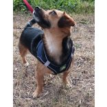 Széles, sötétkék hám pórázzal kutyáknak (S-M, 38-58 cm)