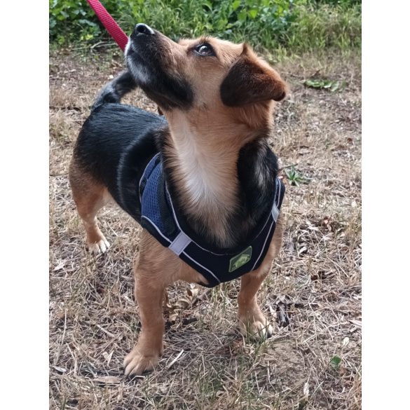 Széles, sötétkék hám pórázzal kutyáknak (S-M, 38-58 cm)