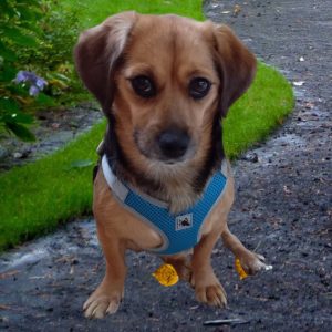 Light Blue Dog Harness