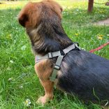 Light Blue Dog Harness