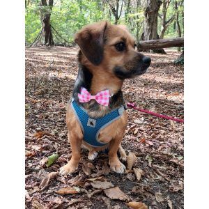 Pink Checked Bowtie for Cats and Dogs