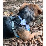 Lila kockás masni kutyáknak és cicáknak