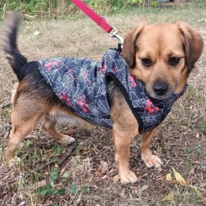 Dog Coat with Spidernet (XXS-S/M, 27-40 cm)