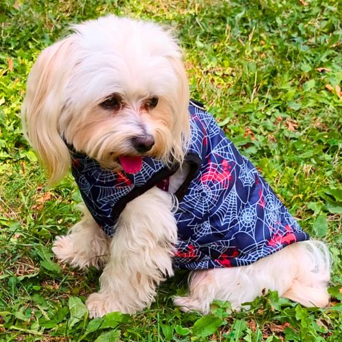 Dog Coat with Spidernet (XXS-S/M, 27-40 cm)