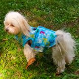 Light Blue Dog Coat (XS-S/M, 30-40 cm)