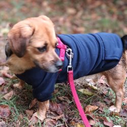 Dark Blue Hoody for Dogs (XXS-S/M 26-40 cm)