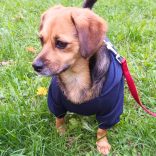 Dark Blue Hoody for Dogs (XXS-S/M 26-40 cm)