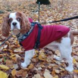 Classic Red Hoody for Dogs (XXS-S/M 26-40 cm)