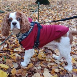 Classic Red Hoody for Dogs (XXS-S/M 26-40 cm)