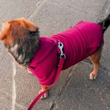 Classic Red Hoody for Dogs (XXS-S/M 26-40 cm)