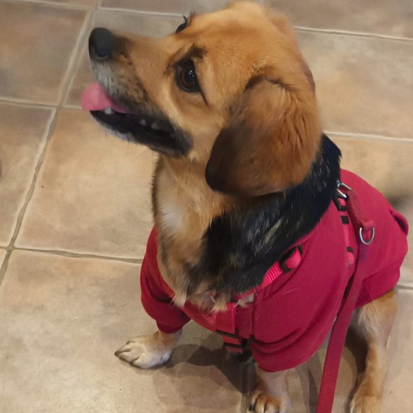 Classic Red Hoody for Dogs (XXS-S/M 26-40 cm)