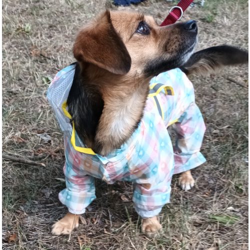 Checked 4-leg Raincoat for Dogs (XS-S, 30-35 cm)