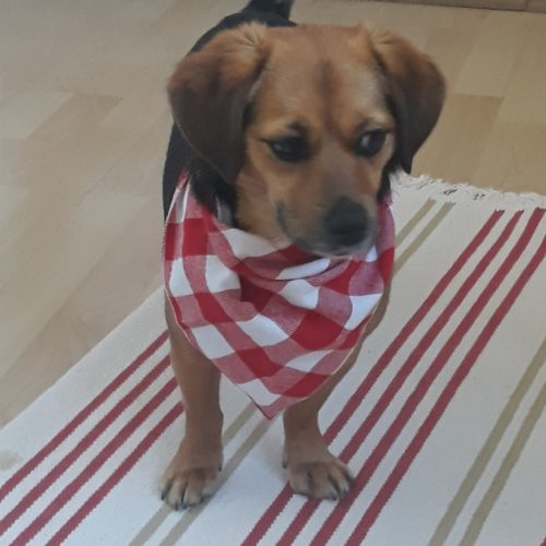 Red and White Checked Bandana for Dogs