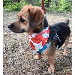 Red Apple Dog Bandana