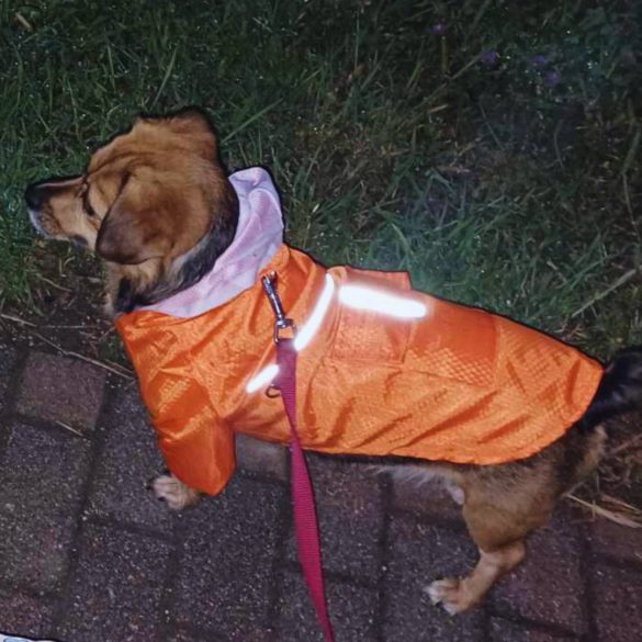 Two-legged Orange Dog Raincoat with Hoody (XS-S/M, 30-40 cm)