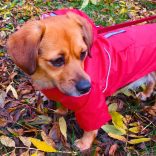 Two-legged Red Dog Raincoat with Hoody (XS-S/M, 30-40 cm)