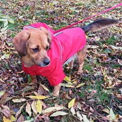 Two-legged Red Dog Raincoat with Hoody (XS-S/M, 30-40 cm)