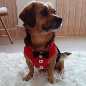 Elegant Dog Vest (XXS-S/M, 23-50 cm)