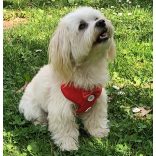 Elegant Dog Vest (S-M, 28-54 cm)