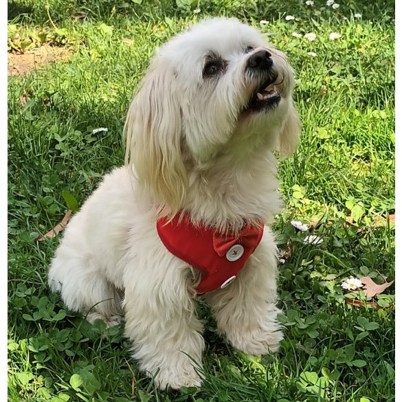 Elegant Dog Vest (S-M, 28-54 cm)