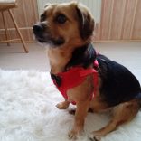 Elegant Dog Vest (S-M, 28-54 cm)