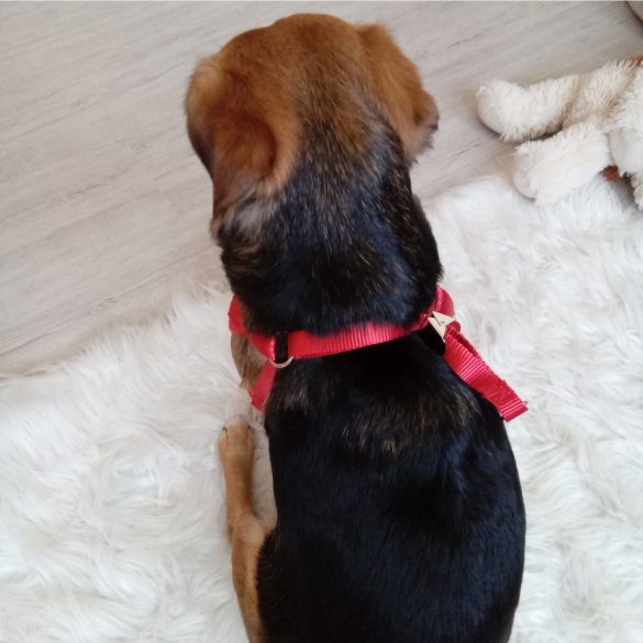 Elegant Dog Vest (S-M, 28-54 cm)