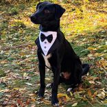 Szmoking kendő esküvőre (S-M, 25-50 cm)