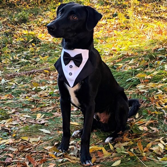 Szmoking kendő esküvőre (S-M, 25-50 cm)