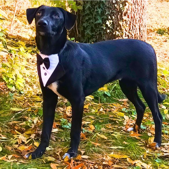 Szmoking kendő esküvőre (S-M, 25-50 cm)