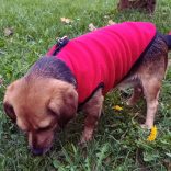 Fleece Dog Pullover Red ( XXS-S/M 26-40 cm)