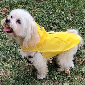 Classic Yellow  Dog Raincoat (XS-XXXL, 30-76 cm)