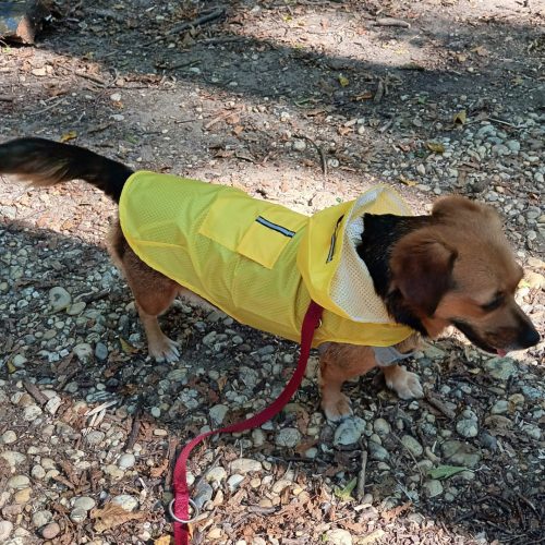 Classic Yellow  Dog Raincoat (XS-XXXL, 30-76 cm)