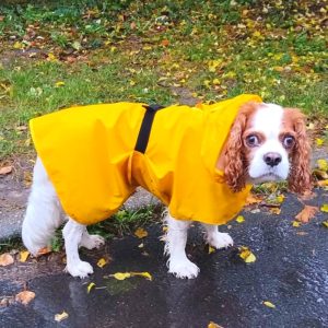 Yellow Dog Raincoat (XXS-XL, 26-70 cm)