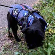 Waterproof Dog Vest with Harness, Blue  (XS-S/M, 30-40 cm)