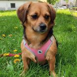 Könnyű rózsaszín hám (XS-S/M, 33-60 cm)