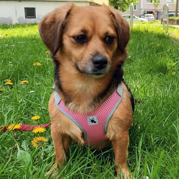 Könnyű rózsaszín hám (XS-S/M, 33-60 cm)