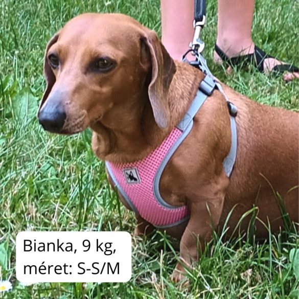 Könnyű rózsaszín hám (XS-S/M, 33-60 cm)