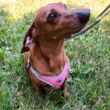 Könnyű rózsaszín hám (XS-S/M, 33-60 cm)